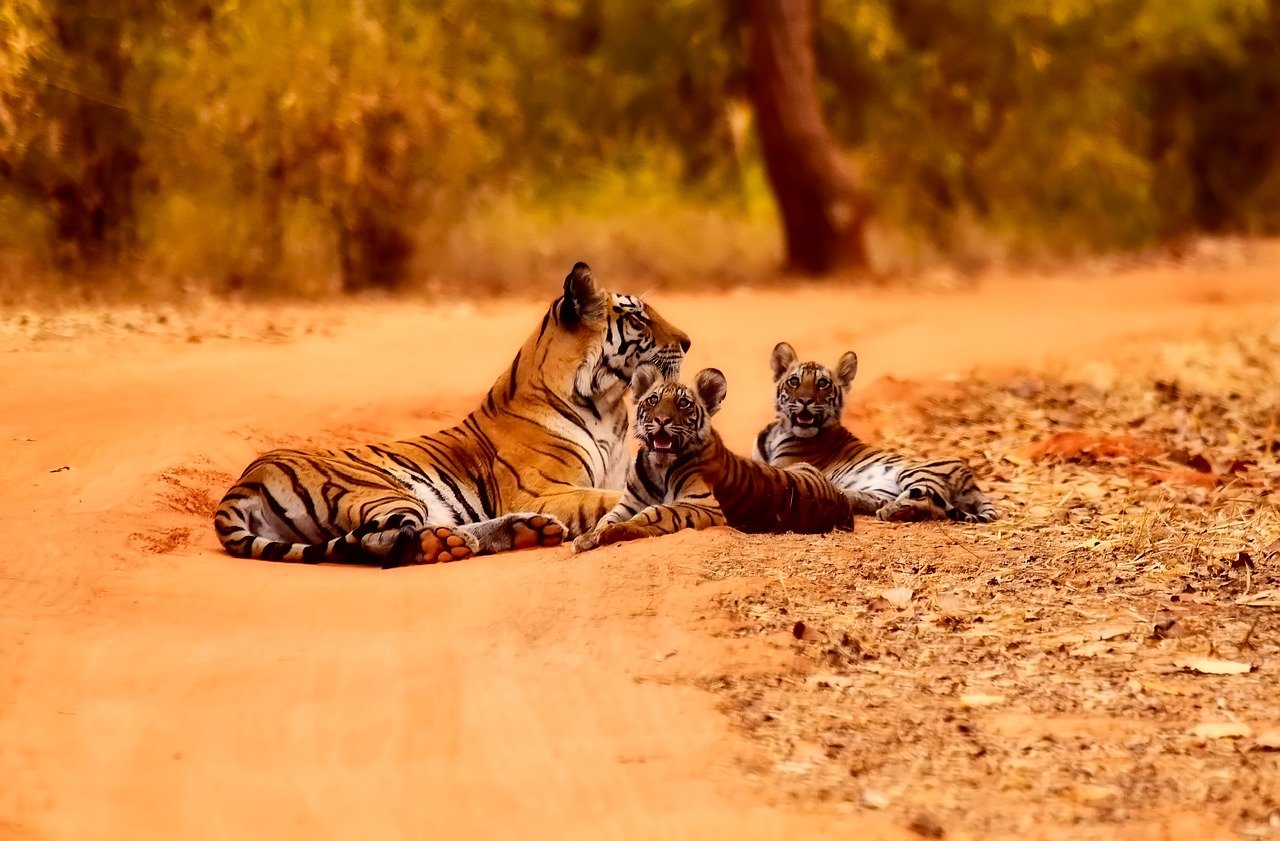 Royal Bengal tiger in Ranthambore